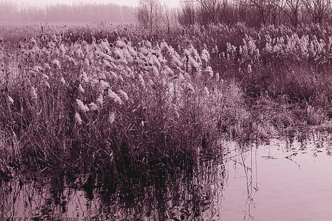 微山湖芦苇荡.jpg