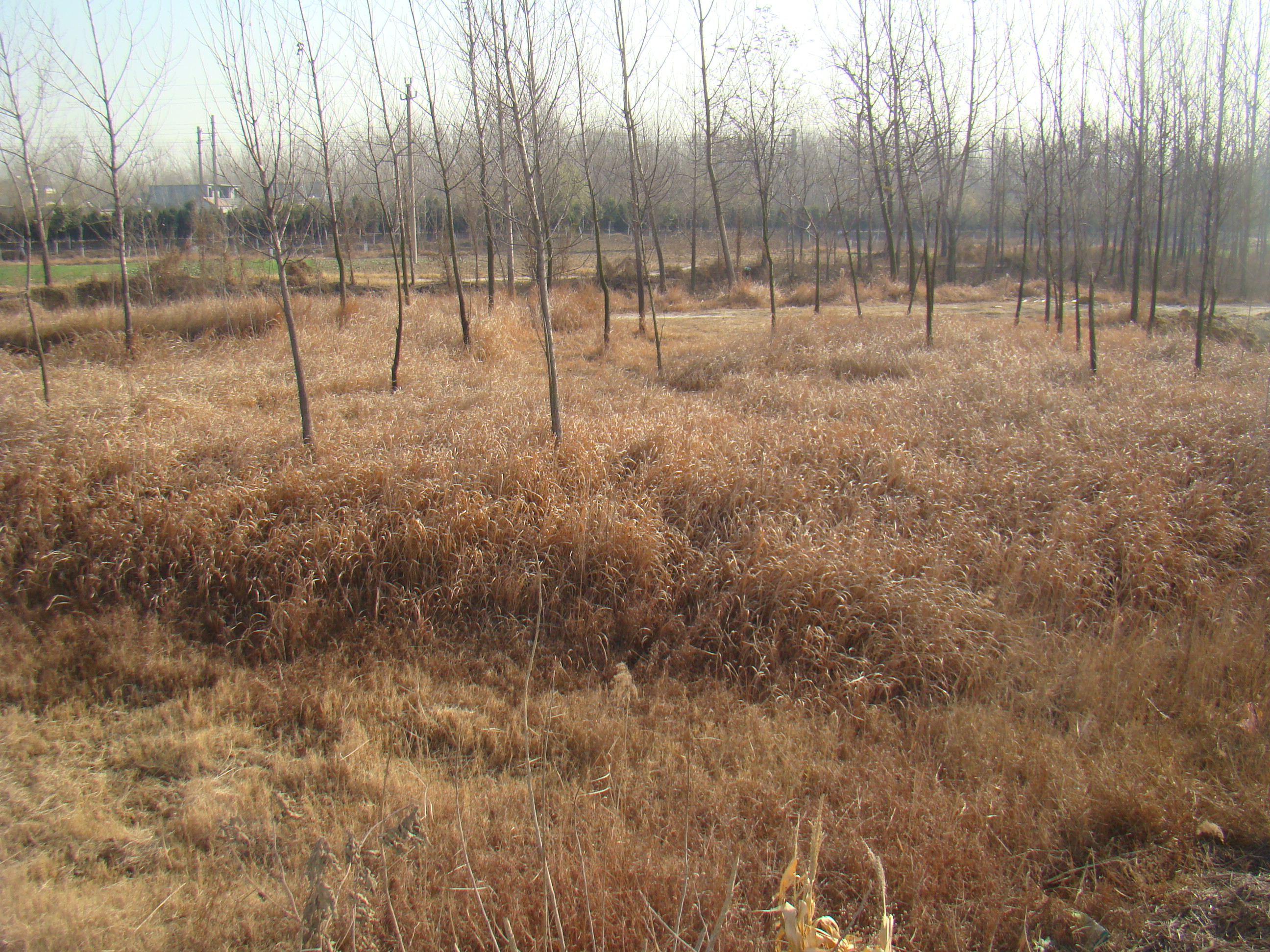 01原姬庄铁道上碉堡遗迹 拍摄:李自发 拍摄时间:2010年12月5日.JPG